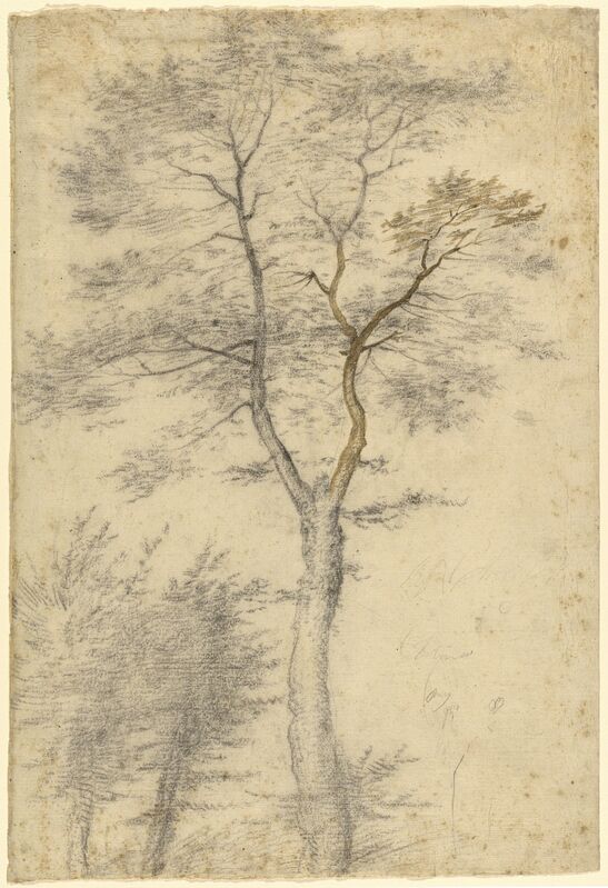 Baccio della Porta, called Fra Bartolommeo, ‘Three Studies of Trees’, 1508, Black chalk, point of brush and brown ink, J. Paul Getty Museum