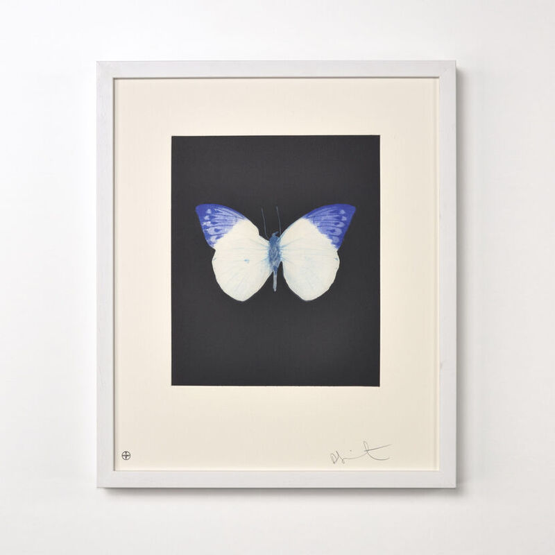 Damien Hirst, ‘Butterfly (Portfolio of 12)’, 2009, Print, Etching, Weng Contemporary