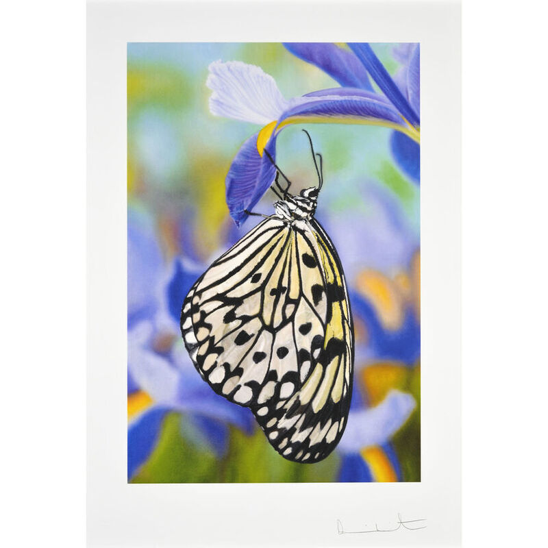 Damien Hirst, ‘Paper Kite Butterfly on Spanish Iris’, 2011, Print, Inkjet Print, Weng Contemporary