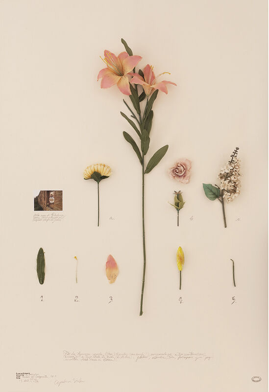 Alberto Baraya, ‘Pink Lillium of Gibellina’, 2018, Mixed Media, Plastic flower, clothe, pencil and photography, Galería Fernando Pradilla