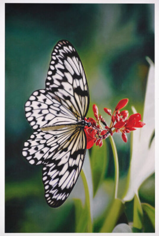 Damien Hirst, ‘Damien Hirst, Paper Kite Butterfly on Oleander’, 2011, Print, Inkjet Print, Oliver Cole Gallery