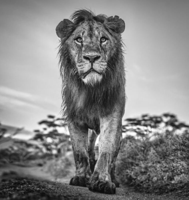 David Yarrow, ‘The Morning Show’, 2016, Photography, Archival Pigment Print, Petra Gut Contemporary