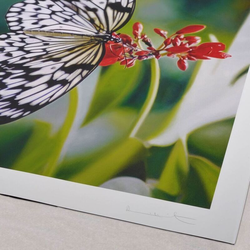 Damien Hirst, ‘Paper Kite Butterfly on Oleander’, 2011, Print, Inkjet Print, Weng Contemporary