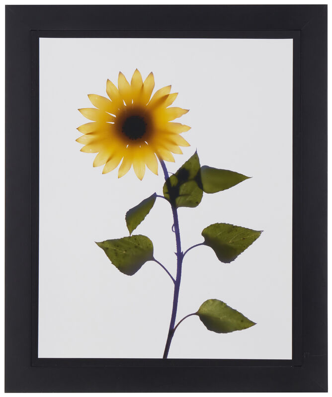 Adam Fuss, ‘Untitled (sunflower)’, 1998, Photography, Unique cibachrome photogram on paper under glass, John Moran Auctioneers