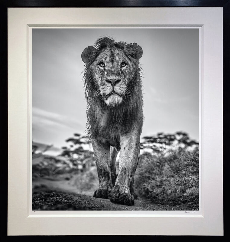 David Yarrow, ‘The Morning Show’, 2020, Photography, Archival Pigment Print, Samuel Lynne Galleries