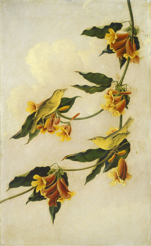 Joseph Bartholomew Kidd after John James Audubon, ‘Yellow Warbler’, 1830-1833, Painting, Pencil and oil on millboard, National Gallery of Art, Washington, D.C.