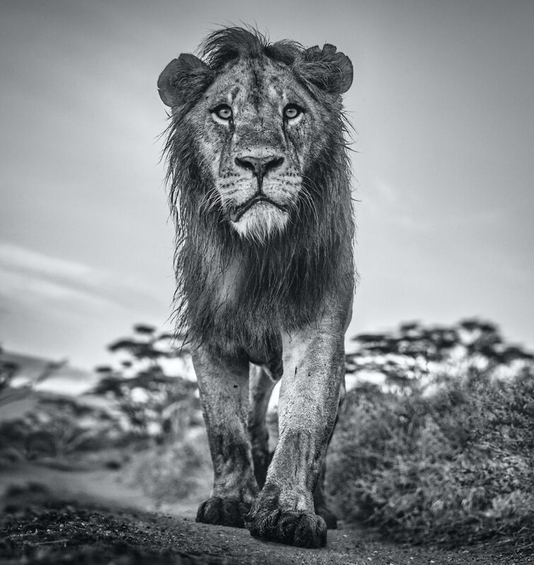 David Yarrow, ‘The Morning Show’, 2020, Photography, Archival Pigment Print, Samuel Lynne Galleries