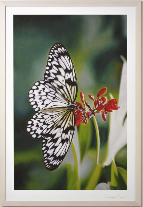 Damien Hirst, ‘Paper Kite Butterfly on Oleander’, 2011, Print, Inkjet Print, Weng Contemporary