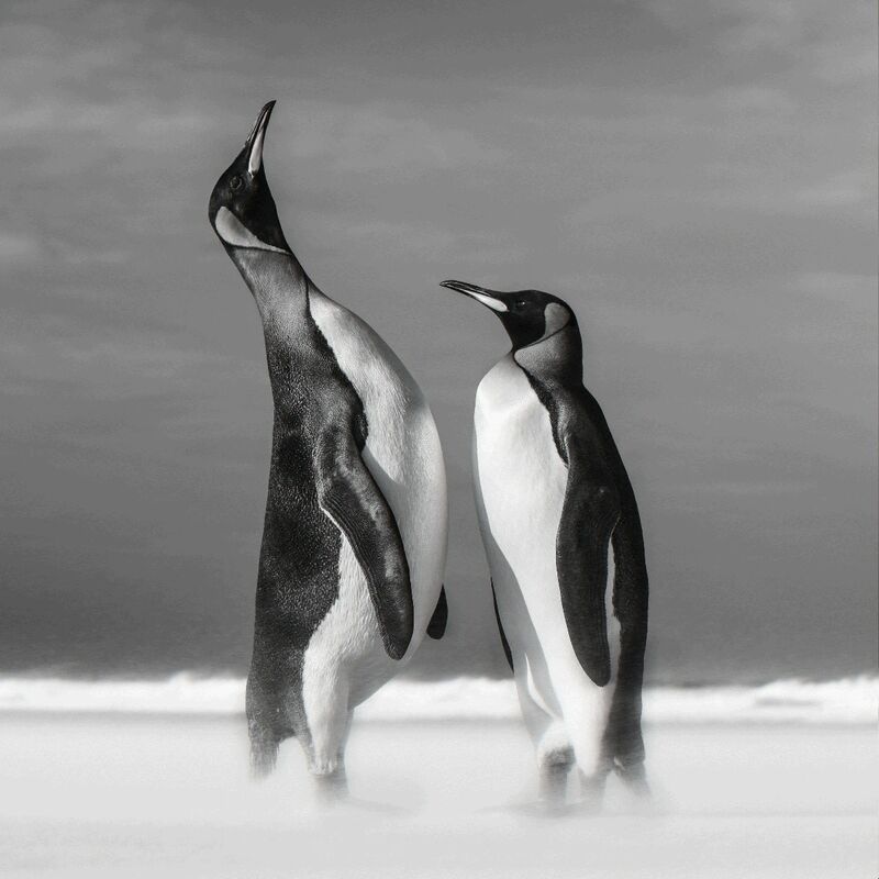David Yarrow, ‘All You Need Is Love’, 2018, Photography, Archival Pigment Print, Hilton Asmus