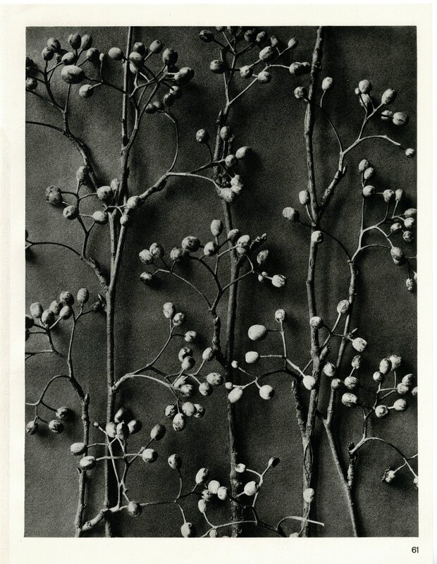 Karl Blossfeldt, ‘Plate 61- Pirus alnifolia’, 1932, Photography, Photogravure, Etherton Gallery