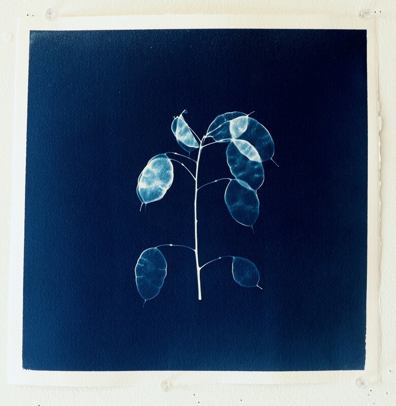 Mariano Chavez, ‘Money Plant III’, 2019, Photography, Cyanotype Arches watercolor paper, James May Gallery