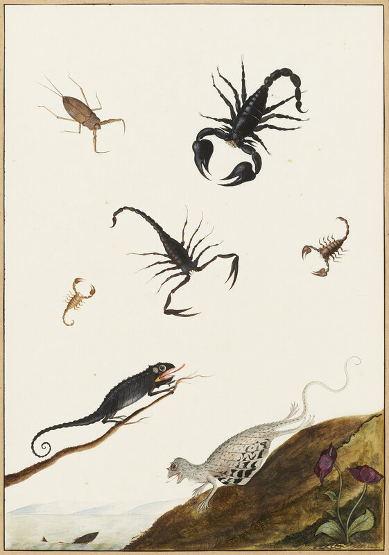 Nicolaas Struyk, ‘Lizards and crustaceans’, ca. 1719, Drawing, Collage or other Work on Paper, Gouache and grey wash on paper, Mireille Mosler Ltd.