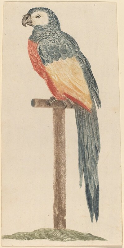 Workshop of Johann Teyler, ‘Parrot’, 1680s/1690s, Print, Color etching with engraving on laid paper, National Gallery of Art, Washington, D.C.