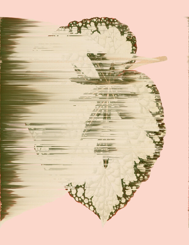 Andrea Wolf, ‘Begonia Rex-Cultorum, vars. 042, 018’, 2020, Print, Botanical illustration digitally manipulated with pixel-sorting algorithm, Fine Art print on Hahnemüle German Etching 310 gr paper, diptych, Isabel Croxatto Galería