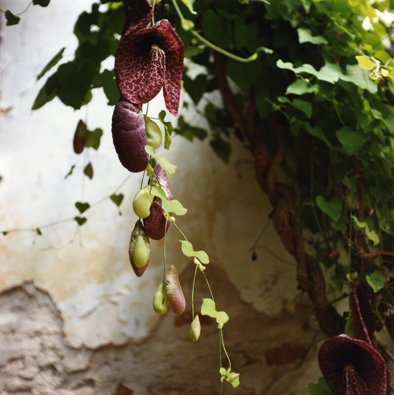 Dianne Bos, ‘Padua Botanical #12’, 2013, Photography, C-Print, Newzones