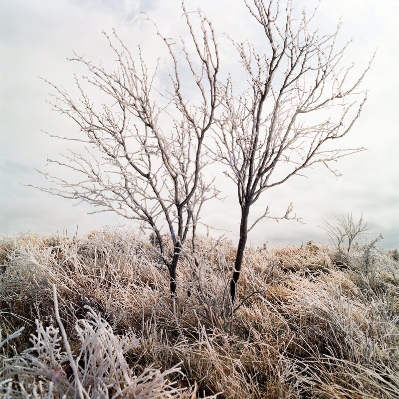 Allison V. Smith, ‘Frozen 2. February 2014. Albany, Texas’, 2014, Photography, Chromogenic color photograph, Barry Whistler Gallery