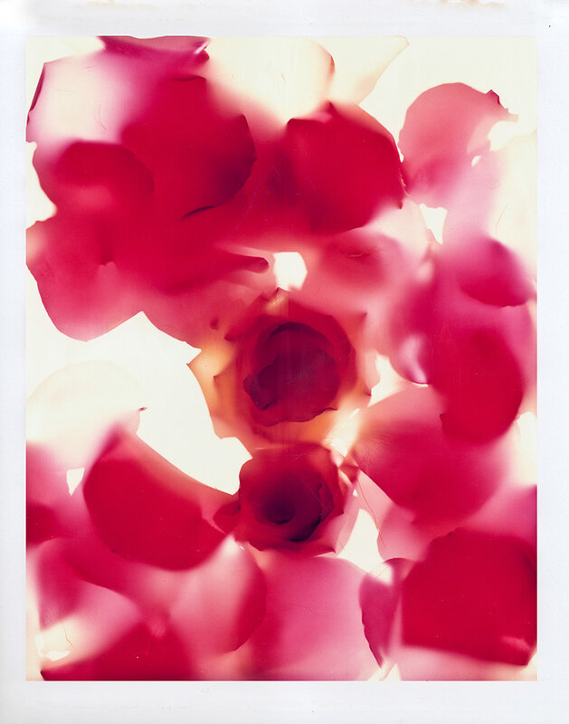 Brian Buckley, ‘Petal II’, 2009, Photography, Photogram on Polaroid Type 809, CLAMP