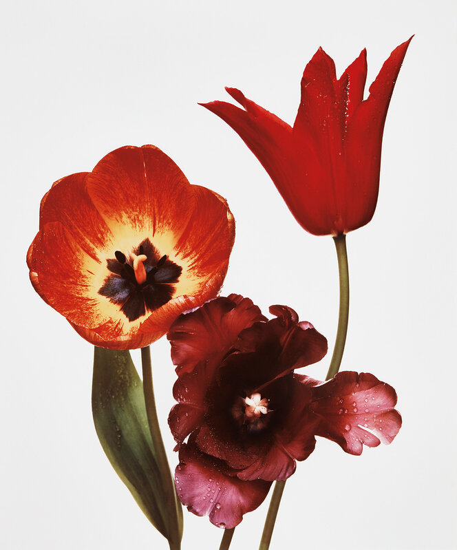 Irving Penn, ‘Three Tulips (Red Shine, Black Parrot, Gudoshnik), New York’, 1967, Photography, Dye transfer print, printed 1987., Phillips