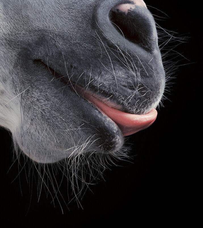 Tim Flach, ‘Horse Tongue’, Photography, C-Print, Echo Fine Arts