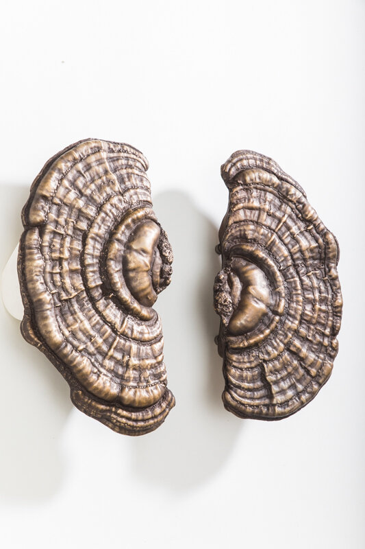 Erin Sullivan, ‘Flora Series, Bronze Mushroom Door Pulls, USA’, 2018, Design/Decorative Art, Bronze with liver of Sulphur Patina, Todd Merrill Studio