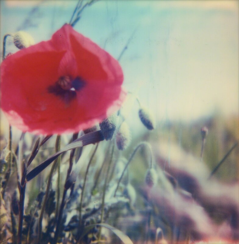 Carmen de Vos, ‘03 | Poppy Realm’, 2018, Photography, Digital color print based on original Polaroid mounted on Dibond - finished with a gloss coating, Instantdreams