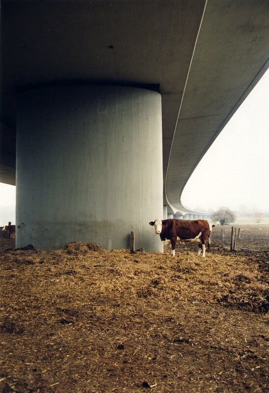 Jitka Hanzlová, ‘Untitled (Bio Cow)’, 1998, Photography, Chromogenic print, Yancey Richardson Gallery