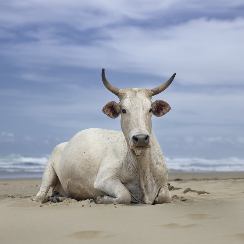 Daniel Naudé, ‘Xhosa cow sitting on the shore. Noxova, Eastern Cape, South Africa’, 2019, Photography, C-type print, The Photographers' Gallery | Print Sales 