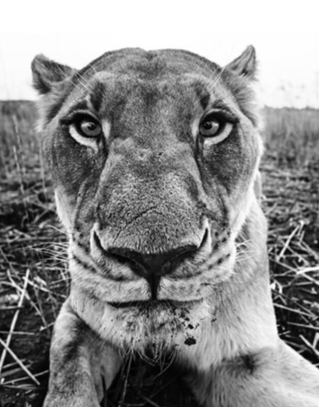 David Yarrow, ‘The Hunger Games ’, 2016, Photography, Archival Pigment Print, Maddox Gallery