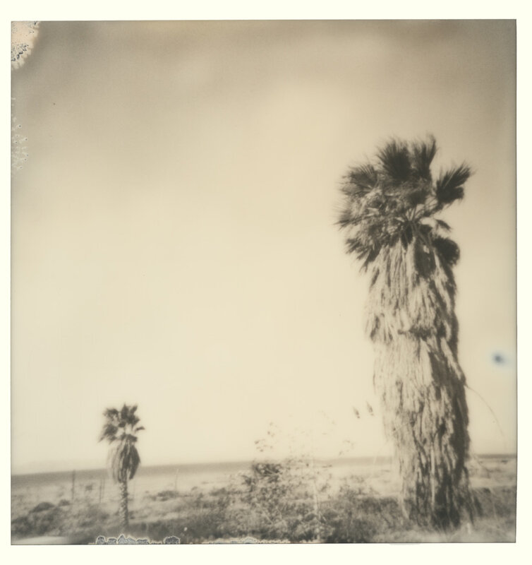 Stefanie Schneider, ‘Bombay Palm Trees (Bombay Beach)’, 2019, Photography, Digital C-Print, based on a Polaroid, Instantdreams