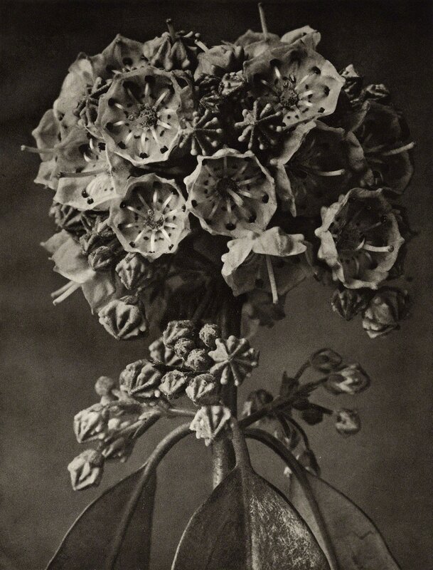 Karl Blossfeldt, ‘Kalmia augustifolia (Ericacae)’, 1932, Photography, Photogravure, Etherton Gallery