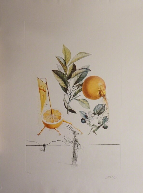 Salvador Dalí, ‘FLorDali/Les Fruits Grapefruit’, 1969, Print, Etching, Fine Art Acquisitions Dali 