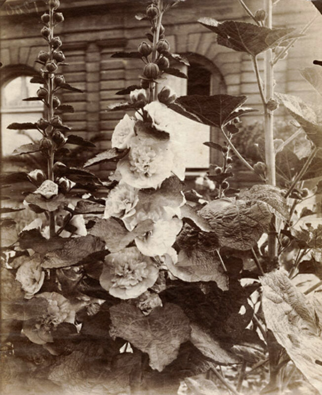 Eugène Atget, ‘Flowers (Hollyhocks)’, 1900c/1900c, Photography, Albumen print unmounted, Contemporary Works/Vintage Works
