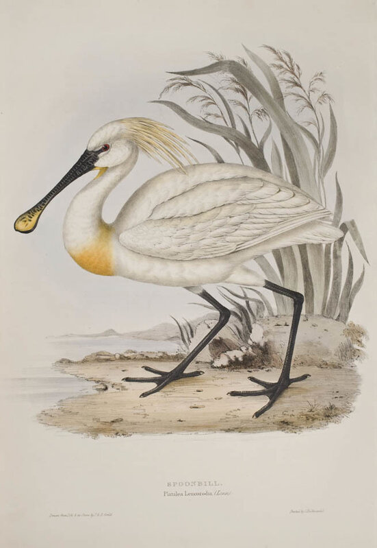 Edward Lear, ‘[A set of Four Wading Birds] Flamingo; Spoonbill; Common Heron; Purple Heron.’, 1837, Print, Hand-coloured lithographed plates, heightened with gum arabic, Shapero Rare Books Limited