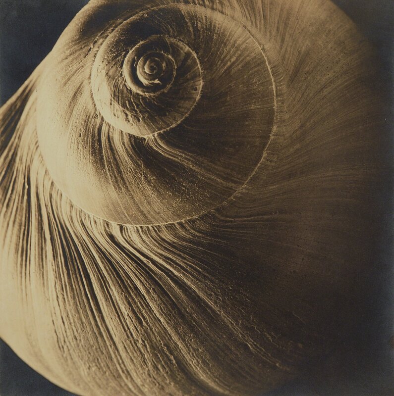 Edward Steichen, ‘The Spiral Shell’, 1921, Photography, Gelatin silver print, Phillips