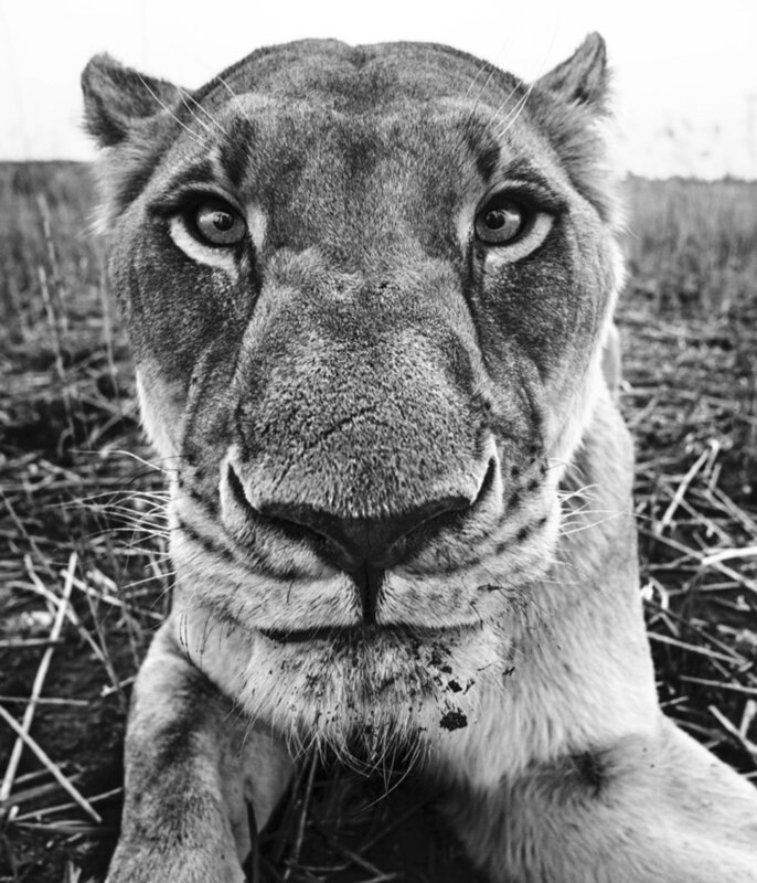 David Yarrow, ‘The Hunger Games’, 2016, Photography, Archival Pigment Print, CAMERA WORK