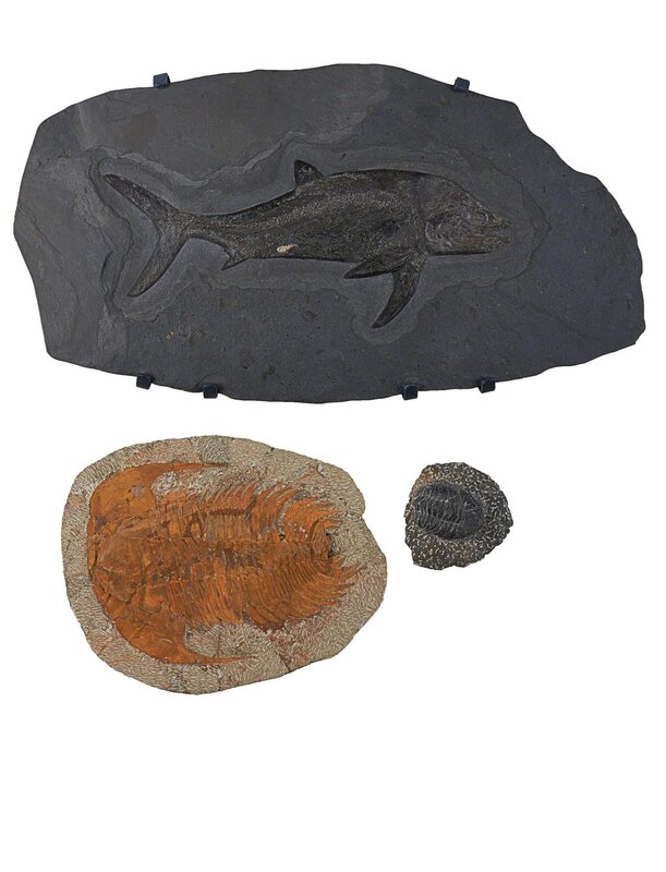 ‘Large Fossilized Fish and Trilobite’, Design/Decorative Art, Likely a Diplomystus dentalus, very well preserved and detailed, fossil ghosted beneath in rock, likely Green River Formation, Wyoming, together with two fossilized tribolites on matrix, likely Moroccan, Middle Cambrian Period (540-490 million years old), Rago/Wright/LAMA/Toomey & Co.