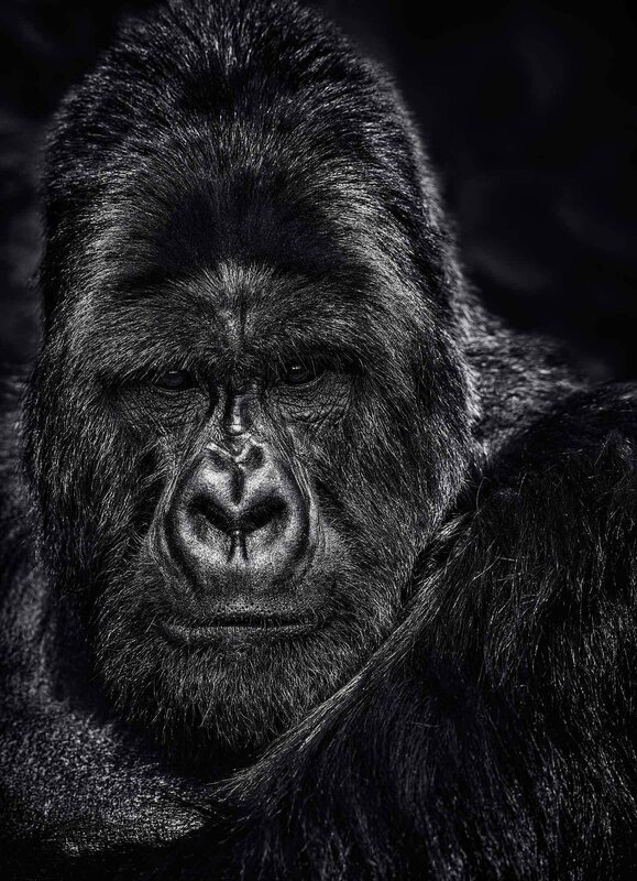 David Yarrow, ‘The Thinker’, ca. 2019, Photography, Museum Glass, Passe-Partout & Black wooden frame, Leonhard's Gallery