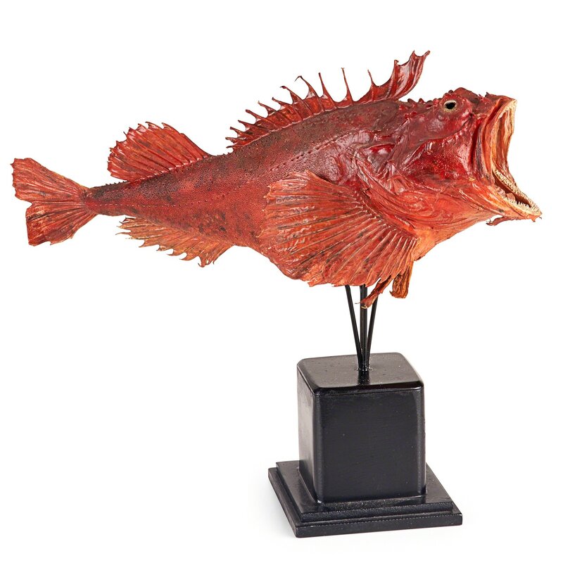 ‘Scorpion Fish, Corals  and Beauties’, Design/Decorative Art, Scorpion fish mounted on stand, collection of twelve corals, mounted and unmounted, and two porcelain figurines, Rago/Wright/LAMA/Toomey & Co.