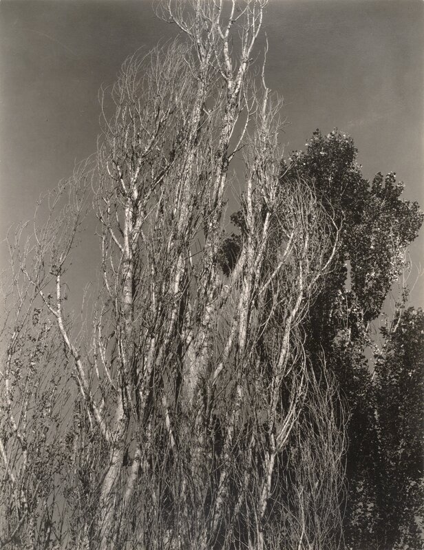 Alfred Stieglitz, ‘Poplars—Lake George’, 1932, Photography, Gelatin silver print, San Francisco Museum of Modern Art (SFMOMA) 