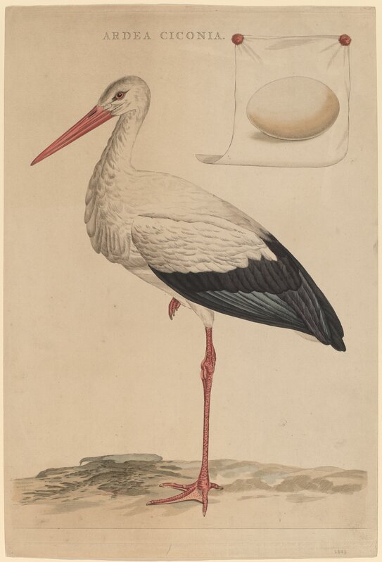 Jan Christiaan Sepp, ‘The White Stork’, Print, Hand-colored etching and engraving, National Gallery of Art, Washington, D.C.