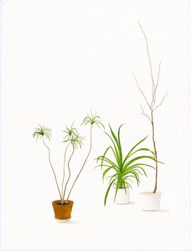 Carrie Marill, ‘House Plants (Suite of 4)’, 2020, Print, Archival pigment print, Lisa Sette Gallery