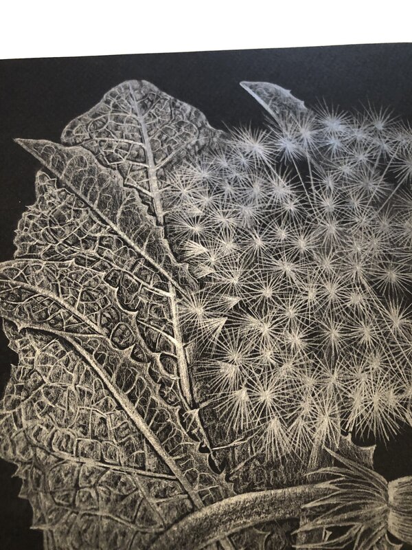 Margot Glass, ‘Dandelion with Bud’, 2019, Drawing, Collage or other Work on Paper, Graphite on paper, Garvey | Simon
