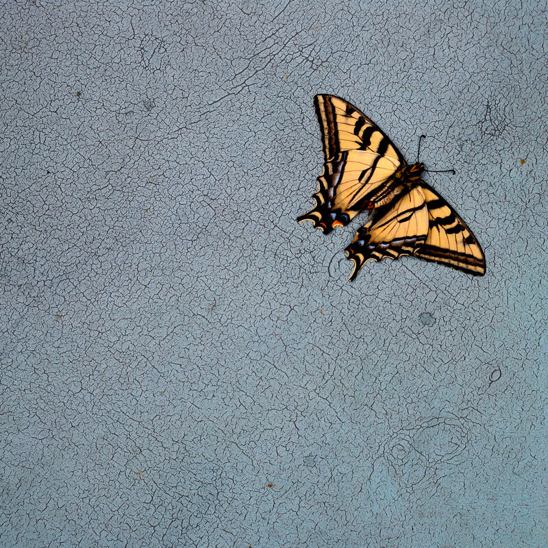 Hiroshi Watanabe, ‘TDTDC 16 (Swallowtail Butterfly)’, 2009, Photography, Archival Pigment Ink, photo-eye Gallery