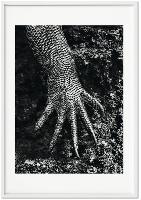 Sebastião Salgado, ‘GENESIS, ‘Marine Iguana, Galápagos, Ecuador’’, 2004, Photography, Gelatin silver print, 10 x 13 in. on 12 x 16 in. paper, 2 hardcover volumes, leather-bound, 18.4 x 27.6 in., 704 pages, with booklet and wooden bookholder designed by Tadao Ando, TASCHEN