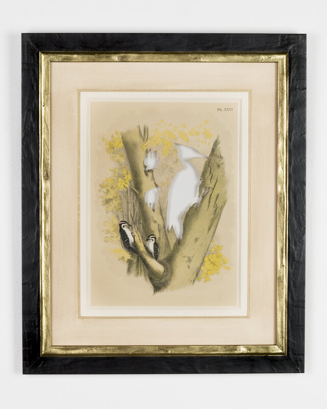 Brandon Ballengée, ‘RIP Ivory-Billed Woodpecker: After Theodore Jasper’, 1881/2015, Print, Artist cut and burnt chromolithograph, etched glass funerary urn and ashes, Goya Contemporary/Goya-Girl Press