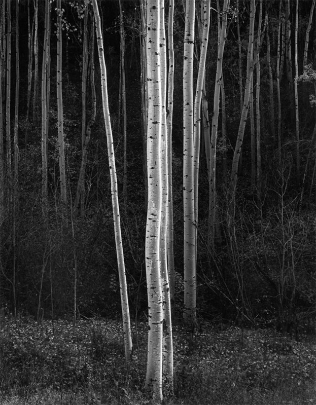 Ansel Adams, ‘Aspens, Northern New Mexico’, ca. 1958, Photography, Archival pigment print, CLAMP