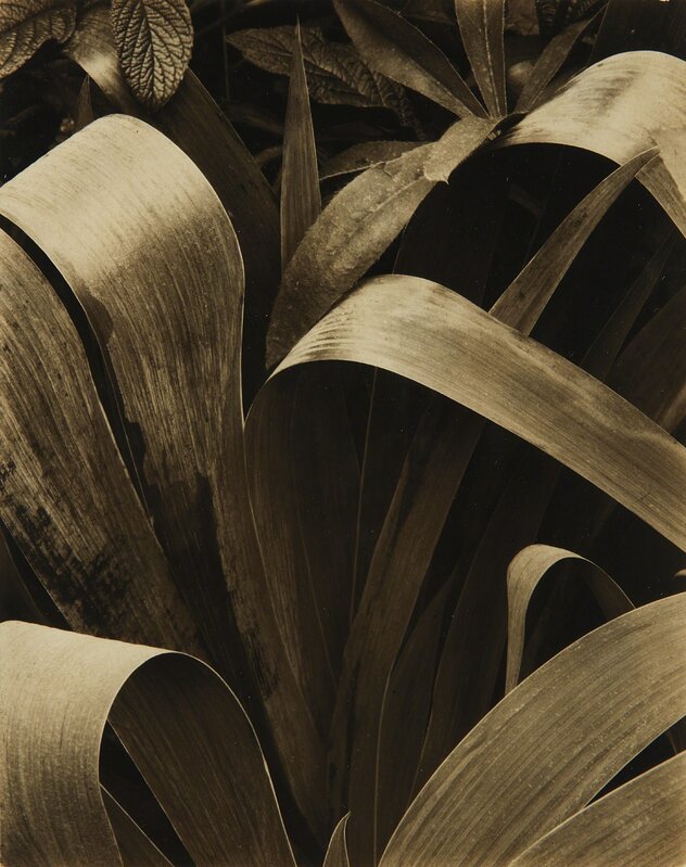 Paul Strand, ‘Iris, Georgetown, Maine’, 1928, Photography, Gelatin silver print, flush-mounted to another gelatin silver print of this image, Phillips