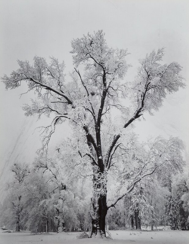 Ansel Adams, ‘Oaktree, Snowstorm, Yosemite National Park, California’, 1948, Photography, Gelatin silver print, Heritage Auctions