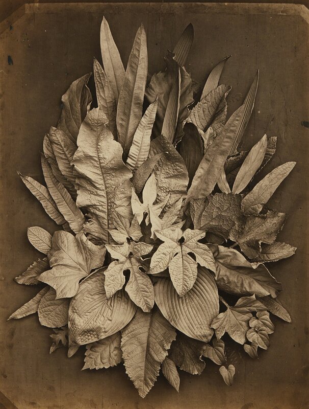 Charles Aubry, ‘Untitled (study of leaves)’, 1864, Photography, Albumen print, Phillips