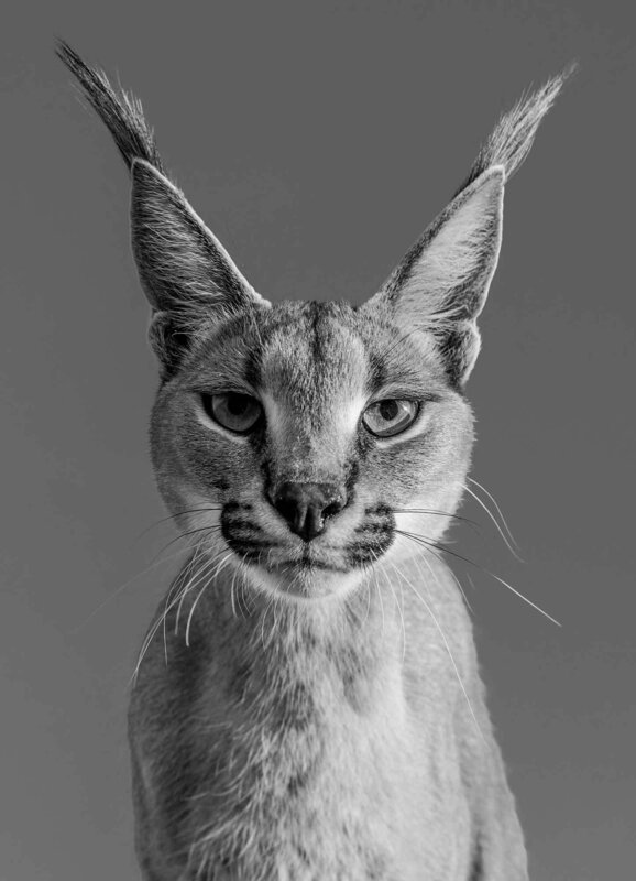 David Yarrow, ‘Harry Potter’, 2018, Photography, Museum Glass, Passe-Partout & Black wooden frame, Leonhard's Gallery